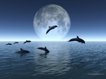 Jeu Puzzle Casse-tête en ligne Animaux marins Dauphins Lune