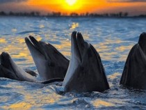 Jeu Puzzle Casse-tête en ligne Animaux marins Dauphins Soleil couchant