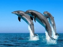 Jeu Puzzle Casse-tête en ligne Animaux marins Dauphins Trio