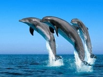 Jouez aux puzzles en ligne sur les dauphins, animaux de la mer