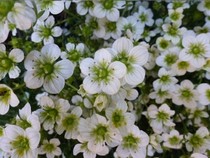 Jeu Puzzle Casse-tête en ligne Fleurs Nature blanc