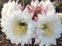 Jeu Puzzle Casse-tête en ligne Fleurs Nature Cactus