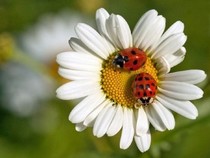 Jeu Puzzle Casse-tête en ligne Fleurs Nature Coccinelles Marguerite