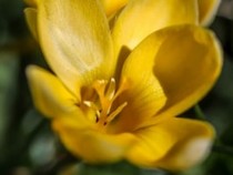 Jeu Puzzle Casse-tête en ligne Fleurs Nature Crocus Goldilocks