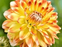 Jeu Puzzle Casse-tête en ligne Fleurs Nature Dahlia jaune