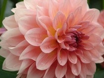Jeu Puzzle Casse-tête en ligne Fleurs Nature Dahlia rose
