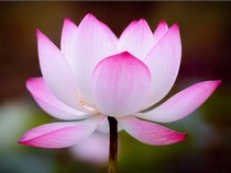 Jeu Puzzle Casse-tête en ligne Fleurs Nature Lotus