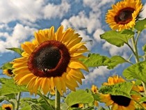 Jeu Puzzle Casse-tête en ligne Fleurs Nature Tournesol