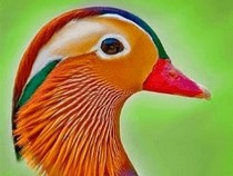 Jeu Puzzle Casse-tête en ligne Animaux Oiseaux Canard Mandarin