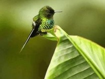 Jeu Puzzle Casse-tête en ligne Animaux Oiseaux Colibri