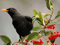 Jeu Puzzle Casse-tête en ligne Animaux Oiseaux Merle