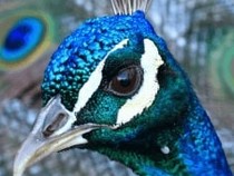 Jeu Puzzle Casse-tête en ligne Animaux Oiseaux Tête Paon bleu