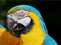 Jeu Puzzle Casse-tête en ligne Animaux Oiseaux Perroquet Ara