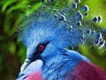 Jeu Puzzle Casse-tête en ligne Animaux Oiseaux Pigeon Goura Victoria