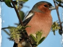 Jeu Puzzle Casse-tête en ligne Animaux Oiseaux Pinson arbres