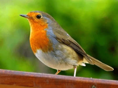 Jeu Puzzle Casse-tête en ligne Animaux Oiseaux Rouge-gorge