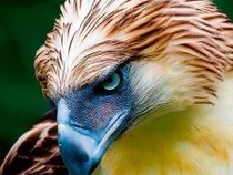 Jeu Puzzle Casse-tête en ligne Animaux Oiseaux Pithécophage Philippines Aigle singes