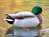 Jeu Puzzle Casse-tête en ligne Animaux Oiseaux Canard Colvert Mallard