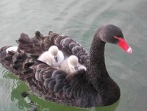 Jeu Puzzle Casse-tête en ligne Animaux Oiseaux Cygne noir