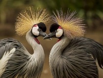 Jeu Puzzle Casse-tête en ligne Animaux Oiseaux Grues couronnées