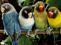 Jeu Puzzle Casse-tête en ligne Animaux Oiseaux Couples Inséparables