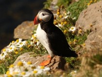 Jeu Puzzle Casse-tête en ligne Animaux Oiseaux Macareux moine sauvage