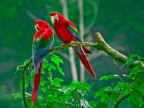Jeu Puzzle Casse-tête en ligne Animaux Oiseaux Couple perroquets