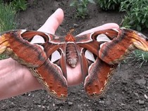 Jeu Puzzle Casse-tête en ligne Animaux Insectes Papillons Atlas géant Attacus Atlas