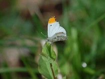 Jeu Puzzle Casse-tête en ligne Animaux Insectes Papillons Aurore Orange tip