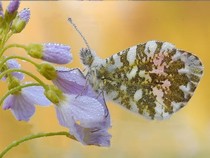 Jeu Puzzle Casse-tête en ligne Animaux Insectes Papillon Aurore