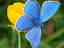 Jeu Puzzle Casse-tête en ligne Animaux Insectes Papillons Azuré bleu céleste