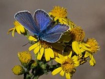 Jeu Puzzle Casse-tête en ligne Animaux Insectes Papillons Azuré ajonc Petit argus Plebejus