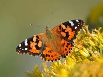 Jeu Puzzle Casse-tête en ligne Animaux Insectes Papillons Belle dame