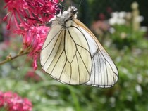 Jeu Puzzle Casse-tête en ligne Animaux Insectes Papillons Gazé Aporia crataegi
