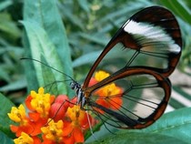 Jeu Puzzle Casse-tête en ligne Animaux Insectes Papillons transparent Greta oto