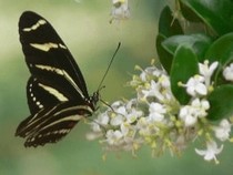 Jeu Puzzle Casse-tête en ligne Animaux Insectes Papillons zèbre Heliconius charithonia