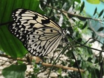 Jeu Puzzle Casse-tête en ligne Animaux Insectes Papillons Grand Planeur Idea Leuconoe