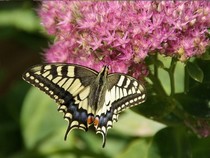 Jeu Puzzle Casse-tête en ligne Animaux Insectes Papillons Machaon Fleur