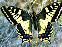 Jeu Puzzle Casse-tête en ligne Animaux Insectes Papillons Machaon