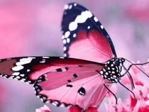 Jeu Puzzle Casse-tête en ligne Animaux Insectes Papillons Monarque rose