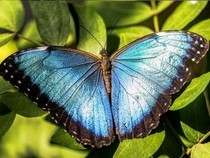 Jeu Puzzle Casse-tête en ligne Animaux Insectes Papillons Morpho bleu menelaus