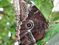 Jeu Puzzle Casse-tête en ligne Animaux Insectes Papillons Morpho peleides