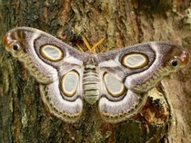 Jeu Puzzle Casse-tête en ligne Animaux Insectes Papillons Nuit