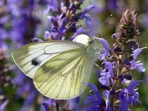 Jeu Puzzle Casse-tête en ligne Animaux Insectes Papillon Piéride du chou Pieris brassicae
