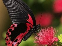 Jeu Puzzle Casse-tête en ligne Animaux Insectes Papillons Mormon écarlate Papilio rumanzovia