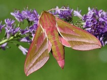 Jeu Puzzle Casse-tête en ligne Animaux Insectes Papillon Grand Sphinx Deilephila elpenor