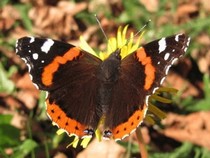 Jeu Puzzle Casse-tête en ligne Animaux Insectes Papillons Vulcain