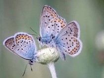 Jeu Puzzle Casse-tête en ligne Animaux Insectes Papillons Bel Argus Lysandra bellargus