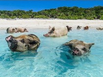 Jeu Puzzle Casse-tête en ligne Paysages Plages Bahamas cochons