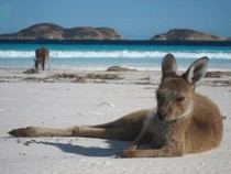 Jeu Puzzle Casse-tête en ligne Paysages Plages Lucky Bay Australie Kangourous